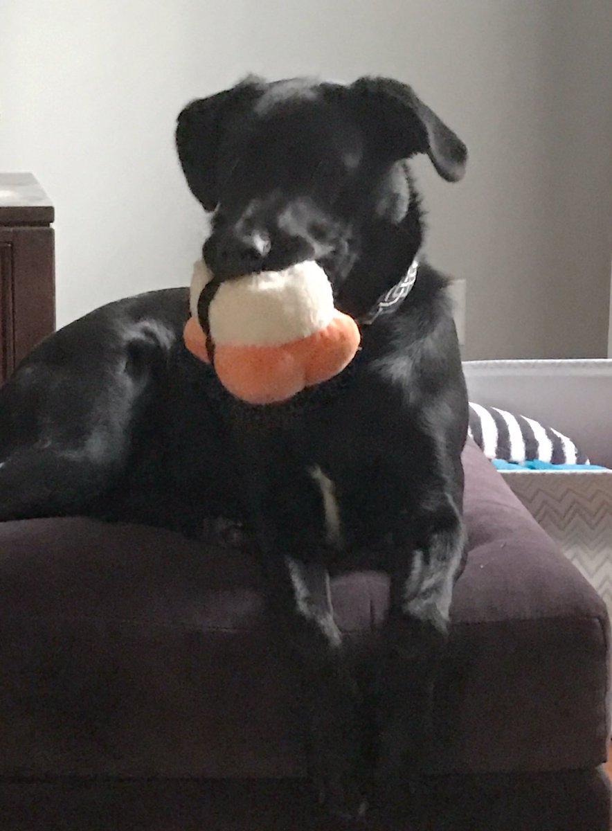 The1MaxThrasher's tweet photo. Not the best pic but Ava is loving her monthly @barkbox #BarkBento #Sushi @laurstad https://t.co/JkErXl9etW