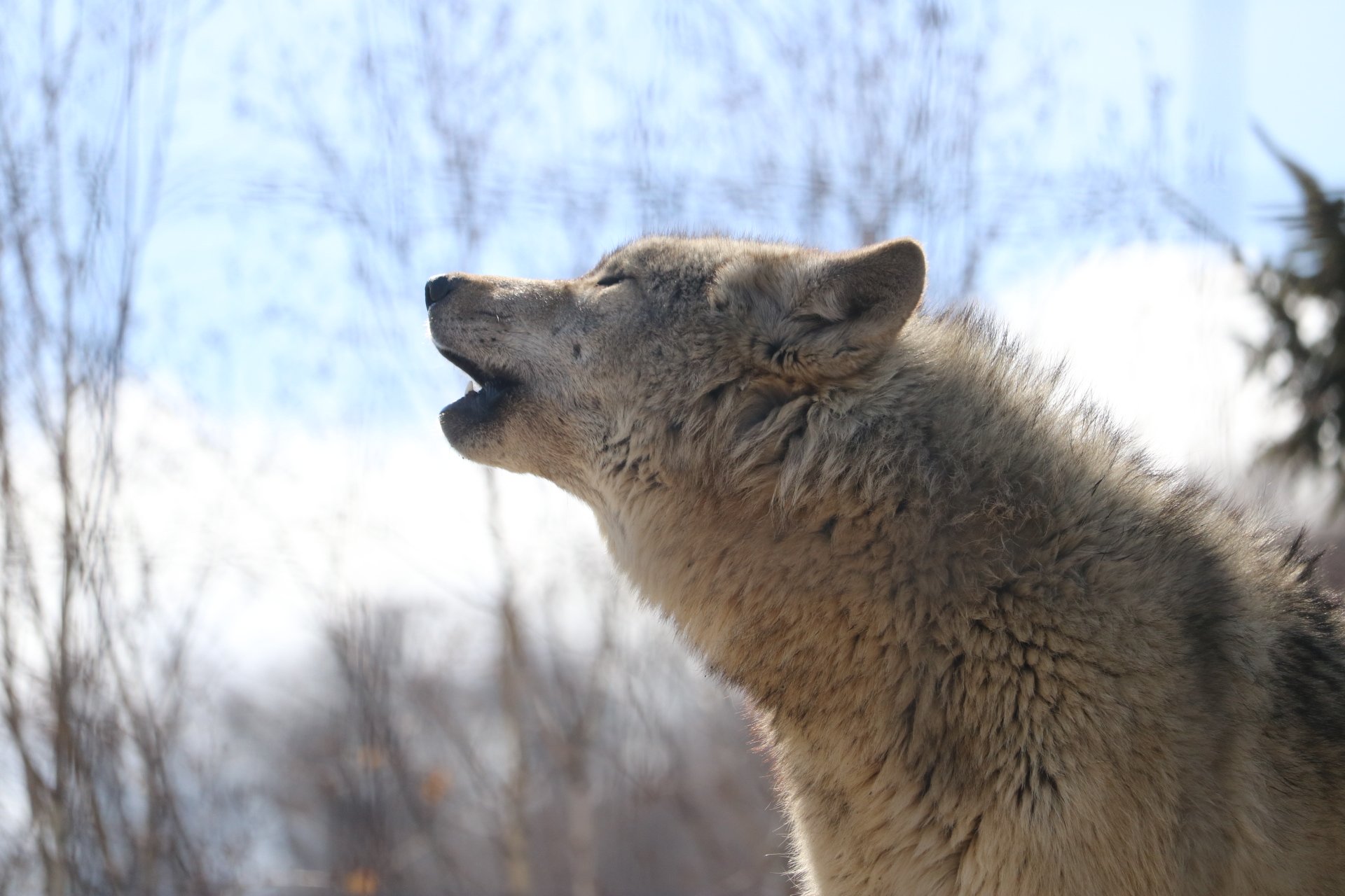 狼の遠吠え Twitter Search Twitter