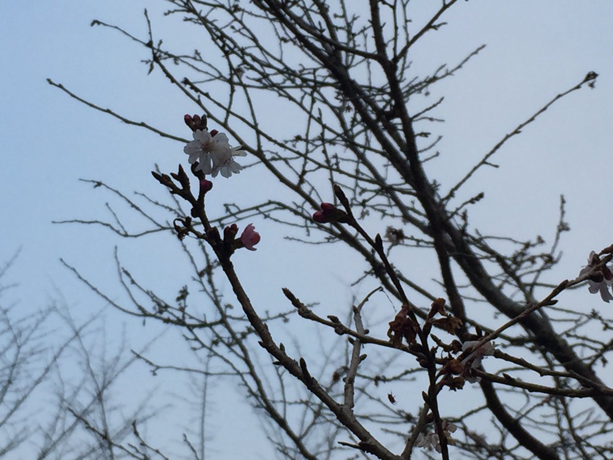 no humans tree bare tree outdoors branch sky flower  illustration images