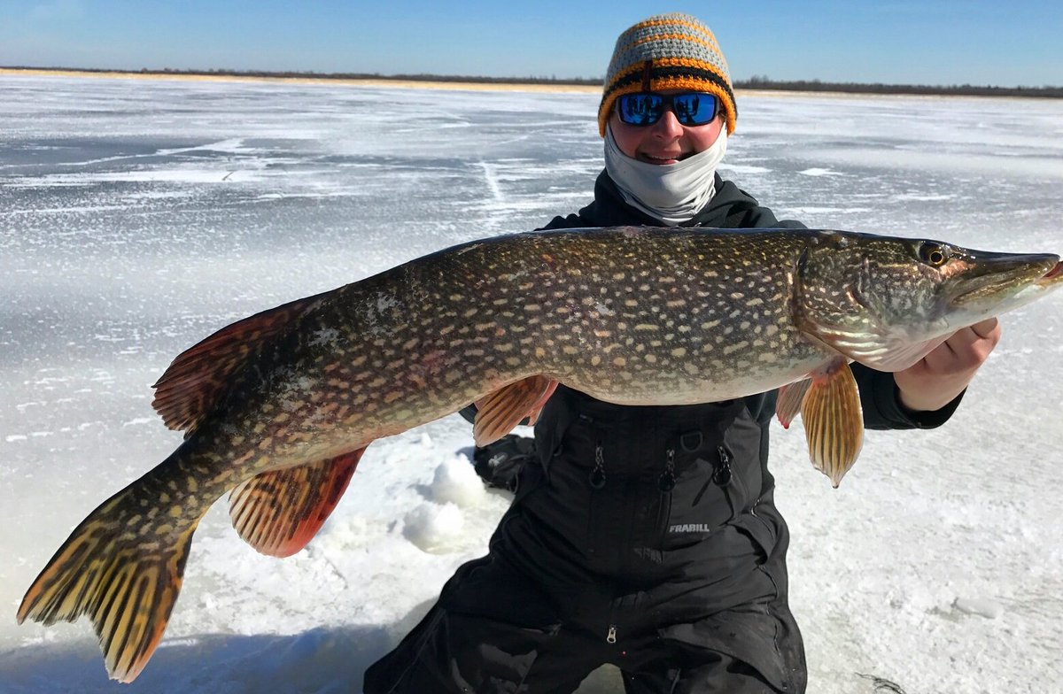 HangLooseOD's tweet photo. Hog pike went crazy today on LOtW! 3/18 #FishAddictionsTV https://t.co/f1ed7aYL1G