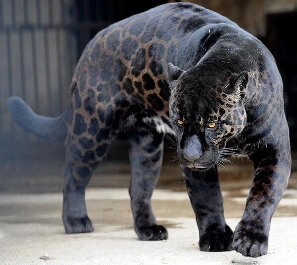 earthescope's tweet image. One of the rarest animals on the planet, the black panther