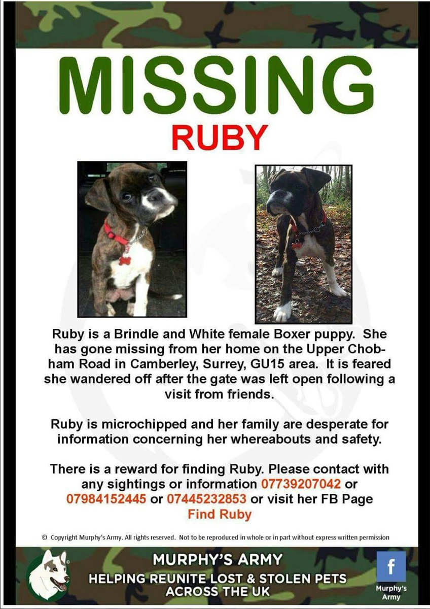 Find_Ruby's tweet image. #findruby #pleasert #missingboxerpuppy #baby