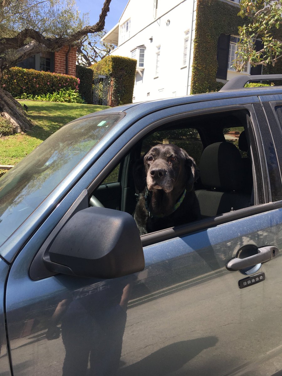 katgat's tweet photo. Busy day. Glad Nora was able to drive herself to groomer. #dogsthatdrive #mommyslittlehelper #Ford https://t.co/7wTsNlf3jO