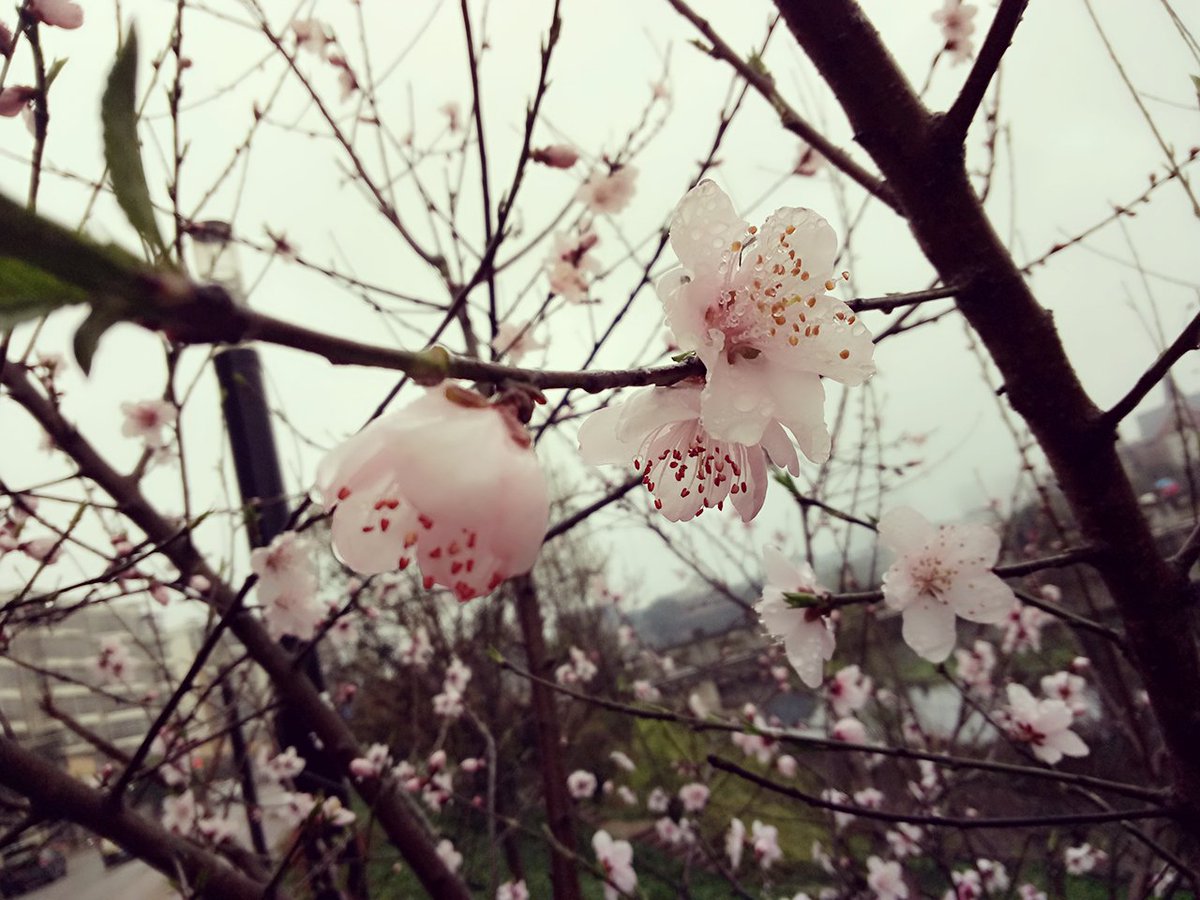 luoluoQwQ's tweet photo. 花がキレイな✌✌ https://t.co/nnxGlRGyV5