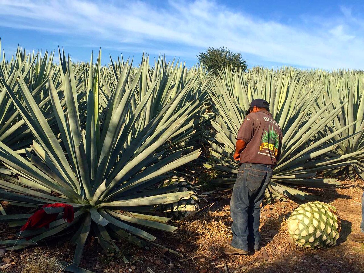 Before it goes into a bottle, it comes from Mother Nature🌱#Artisanal #Authentic #Oaxacan #Tradition #Passion #Mexican #Mezcal #Maguey #Agave