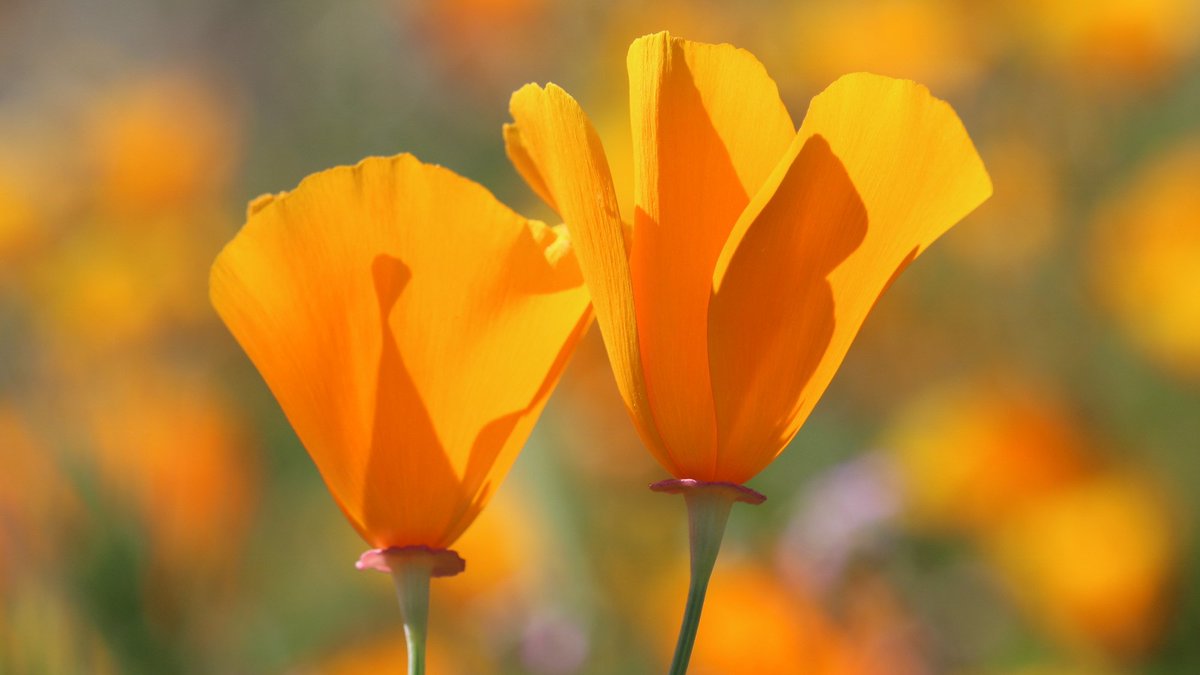 CaliforniaBlog's tweet image. bit.ly/2n9UldX  The California Superbloom is here! See photos from @diamondvalleylake #superbloom2017 #wildflowers #california