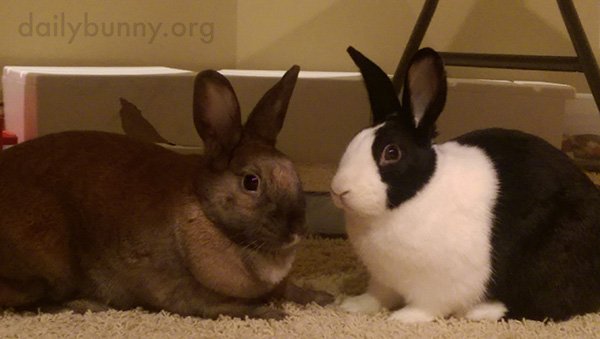 TheDailyBunny's tweet photo. You're interrupting our conversation, human: https://t.co/N8lqZjN7G0 https://t.co/Kj5kLZ9jDU