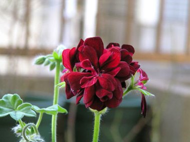 切ない花言葉 Auf Twitter 深紅のゼラニウム 香りも楽しむことができる花 ゼラニウムの精油は香水やアロマに利用されるほどです 花言葉は メランコニー 憂うつ