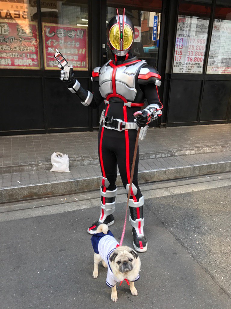 트위터의 セーラー服のパグ犬ベルさん ドギーマン 님 仮面ライダー555さんと ストフェス 犬 パグ ベル セーラー服 仮面ライダー555
