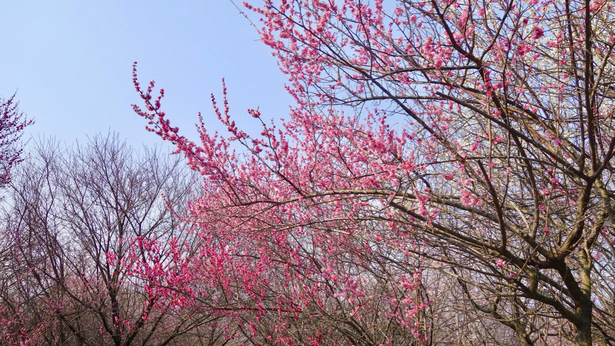 gardening_fan's tweet photo. 【梅便り】いなべ市農業公園の梅。今日見たところでは、五分咲き、八分咲きの梅もまだあり、しばらくの間、楽しめそうです。#ume2017 https://t.co/RdgPKz8H57