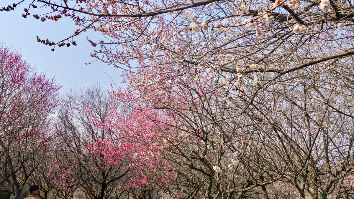 gardening_fan's tweet photo. 【梅便り】いなべ市農業公園の梅。今日見たところでは、五分咲き、八分咲きの梅もまだあり、しばらくの間、楽しめそうです。#ume2017 https://t.co/RdgPKz8H57