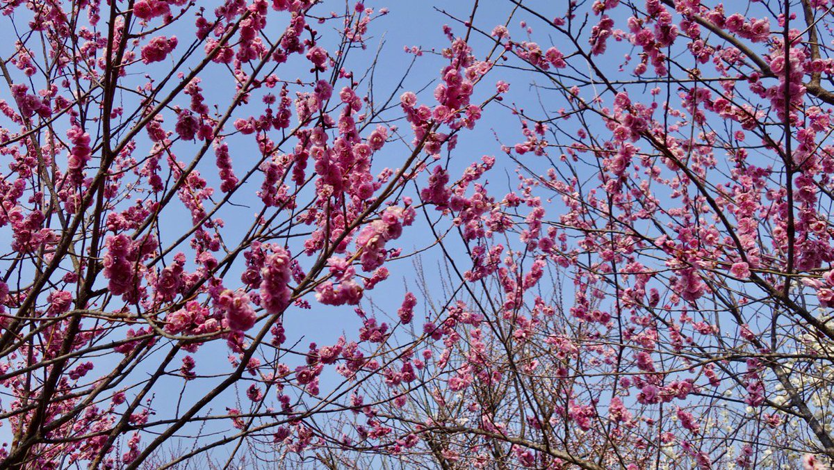 gardening_fan's tweet photo. 【梅便り】いなべ市農業公園の梅。今日見たところでは、五分咲き、八分咲きの梅もまだあり、しばらくの間、楽しめそうです。#ume2017 https://t.co/RdgPKz8H57