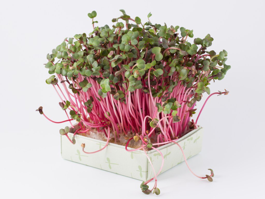 Radise mikrogrønt gardenize.dk/2017/03/radise…