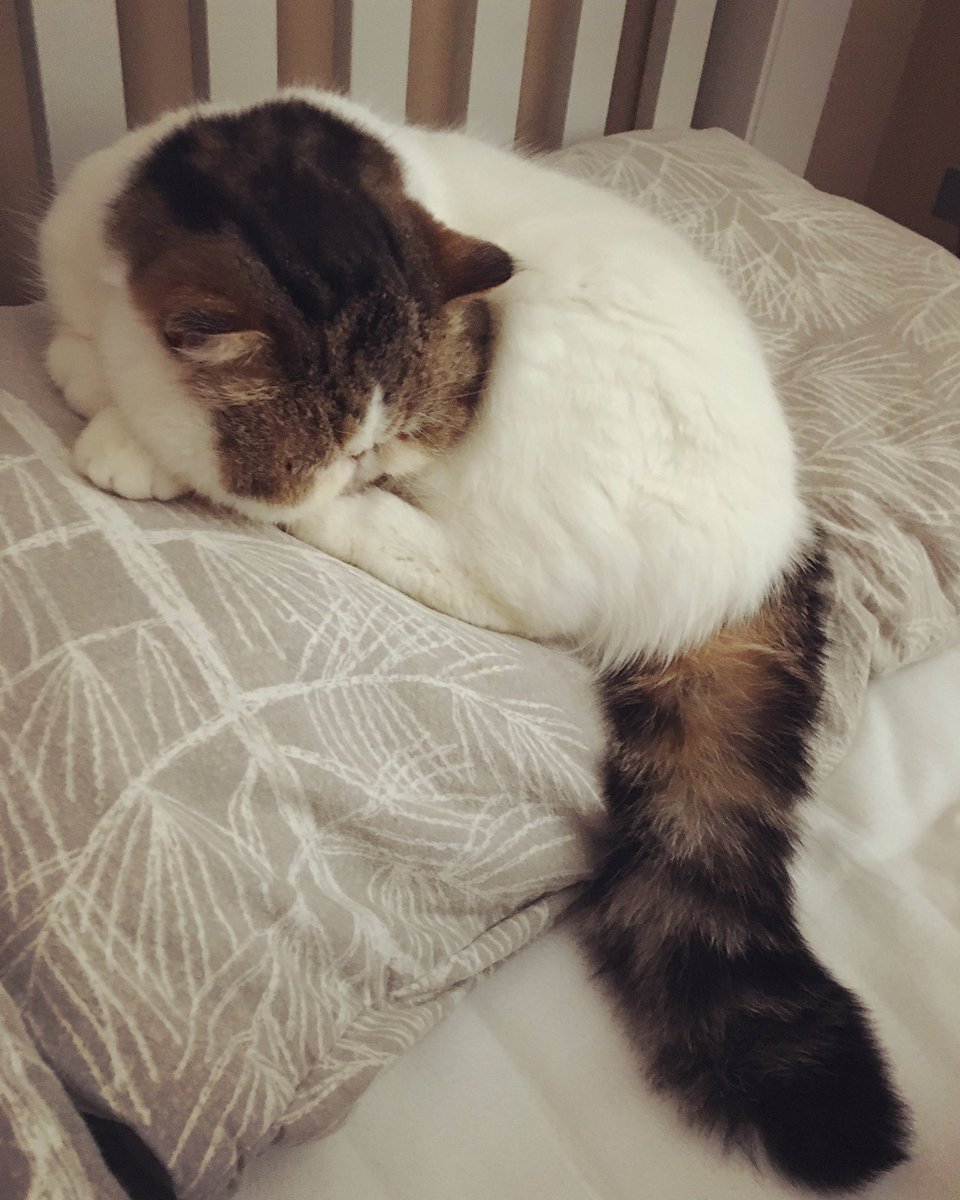 Don't mind if I sleep here mummy? 😻 #sleepy #CatsOfTwitter #SundayMorning #catlovers #kitty
