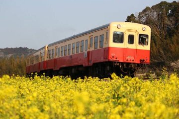 小湊鉄道の菜の花や桜の22年見頃や開花状況は 撮影スポットやアクセスや駐車場は そらいろ 日本が魅せる多彩な表情