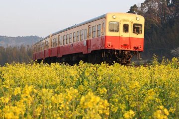 小湊鉄道の菜の花や桜の22年見頃や開花状況は 撮影スポットやアクセスや駐車場は そらいろ 日本が魅せる多彩な表情