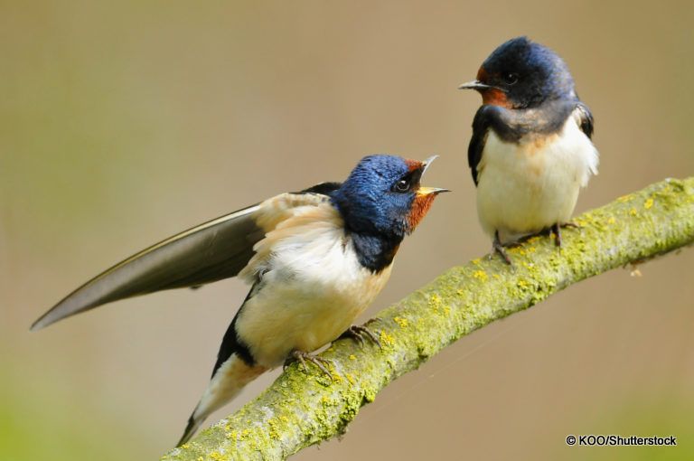 SEO_BirdLife's tweet photo. Es tiempo de golondrinas y este joven naturalista de 16 años se ha propuesto defenderlas ¿Te sumas al #TeamAvin? https://t.co/GrLfiIPTGt https://t.co/S5Ma2u4Mkk
