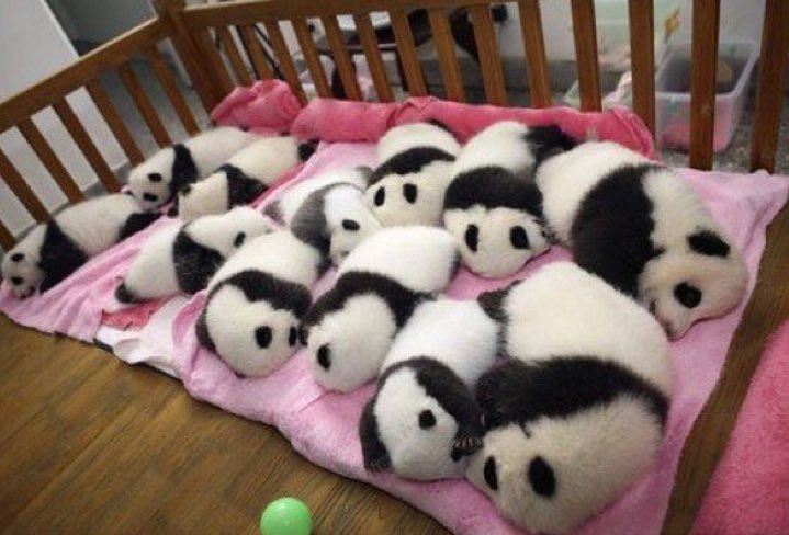 Çin'de panda bakıcılığı yapanların tek görevi pandalar ile oynayıp ilgilenmektir.Yıllık ortalama maaş ise 35.000$ .