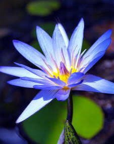 yossyouya's tweet photo. 睡蓮花で使われている「睡蓮」の花言葉🌷

睡蓮花はには深い意味がありそうやね😊
湘南乃風にセンスを感じる。
#はんぱねぇ〜 https://t.co/PrQUTOdMBd