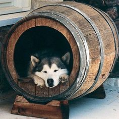 Does your dog have a pooch cave? #mancave #design #style