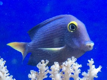 ট ইট র 海水魚専門店ひかるアクアリューム 新入荷 コーレタン 6 8ｃｍ 6 500 コーレたん タン は ハギの仲間 を指しますが なんだかひらがなで書きたくなります ライブロックの苔取り君 キレイなうえによく働いてくれるので 頼りになります