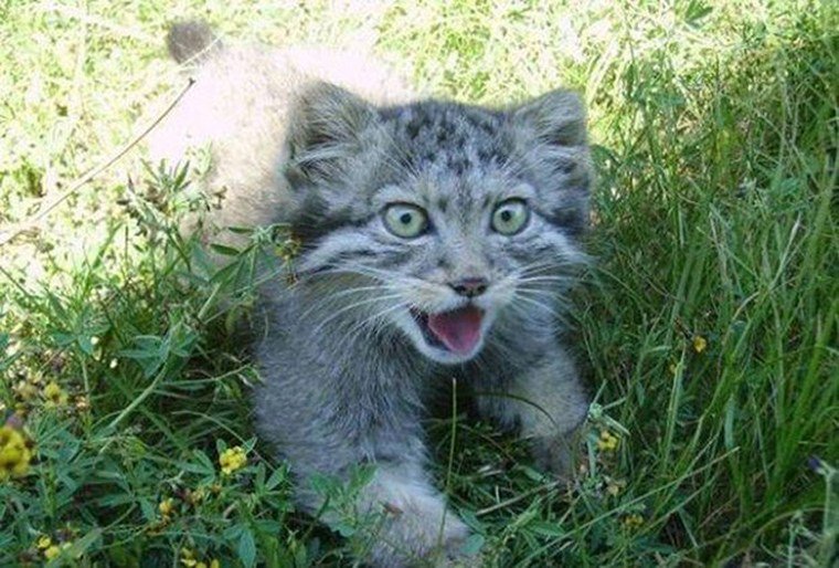 (коÑÑнок манÑл в ÑÑаве)