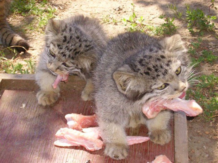 (коÑÑÑа манÑÐ»Ñ ÐµÐ´ÑÑ)