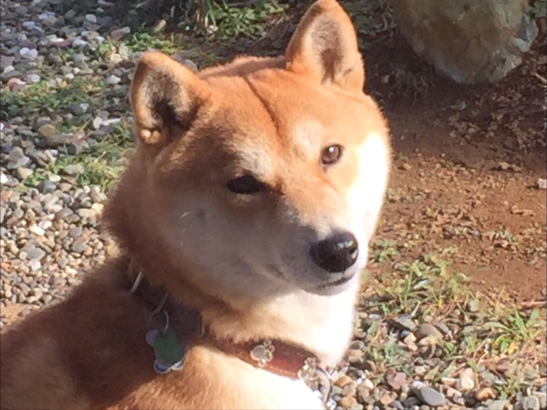 柴犬探し中 Zito7l6h0s5x7dv Twitter