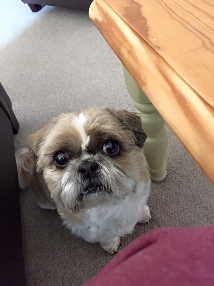 MikaPuddin's tweet image. Mummy loves me so much... well I am extremely loveable! 🐶💕#dogsoftwitter #CutestDogintheWorld #cutedog #lovemydog #shihtzu #shihtzukisses