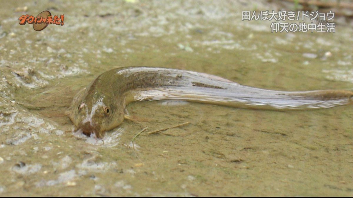 花浅葱きなうり در توییتر こんな技術は人が開墾してからでないと身につかないスキルだね ドジョウの冬眠 ๑ W ﾉ ダーウィンが来た Nhk