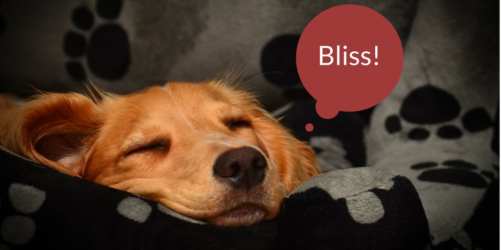 Just what Sundays are for… a good snooze! #SleepySunday