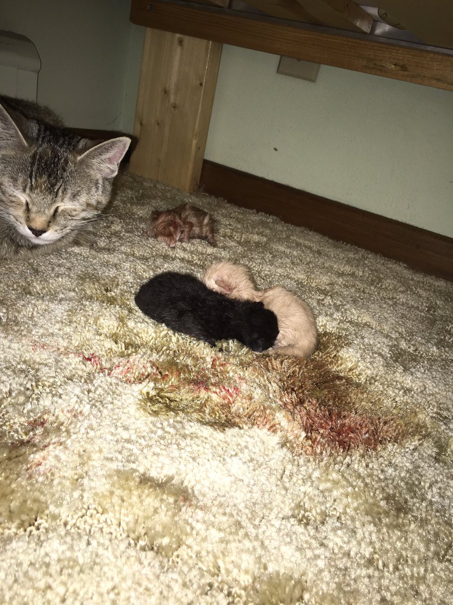 KrisLBlair's tweet photo. How does a CATastrophe occur?!  🙀When the miracle of life occurs right under your bed 😳#momcantsayno #freekittens https://t.co/Zc5VFkXnWZ