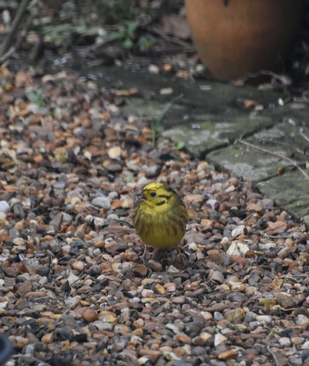 countrymousie's tweet photo. A few bright spots #cloudystart #SundayMorning @wildlife_uk #suffolk @Natures_Voice #yellowhammers https://t.co/LezRb8Ha0t