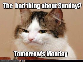 funnypet5's tweet photo. #humor #funnypics #demotivators #lol #funny #cats #thebadthing #about #sunday #tomorrow #monday https://t.co/ryg6Ec2CHS