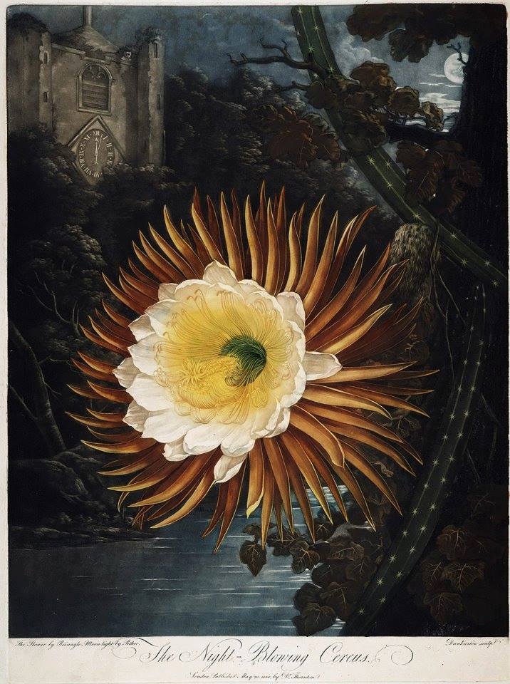 Rabih Alameddine On Twitter Rachel Ruysch 1664 1750 Still