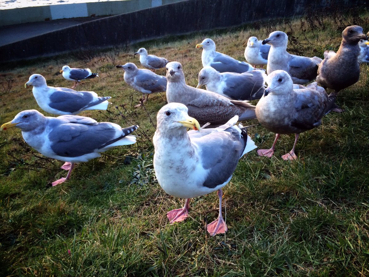Seagull posse runs this neighbourhood <a href="/BCFerries/">BC Ferries</a> #bcfwildlife