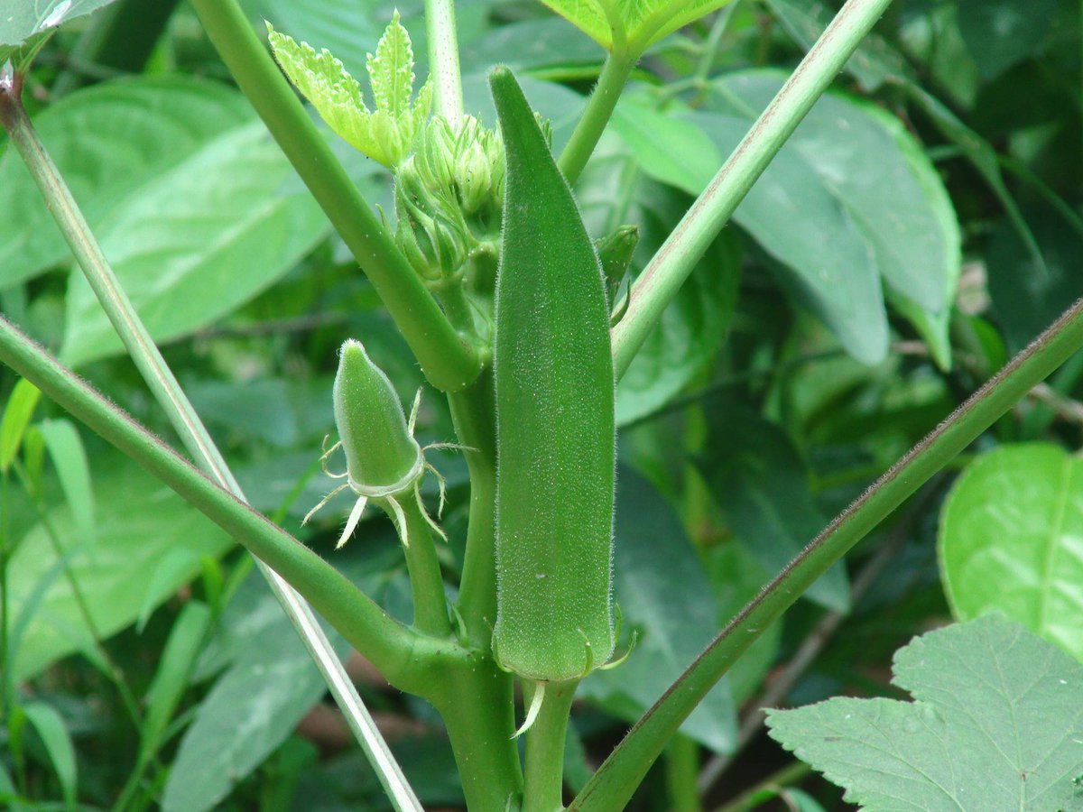 DailyVegetables's tweet photo. Okra. Once a #coffee substitute during the Civil War, this tough veggie is #high in fiber and #protein. #okra #veggies https://t.co/vdbeQ7tE33