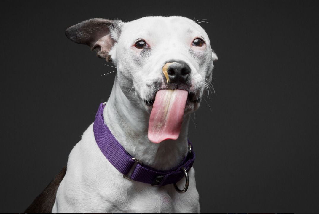 SWLondonDogs's tweet image. I love this gallery!! 🥜🥜🥜Greg Murray’s Peanut Butter Dogs buff.ly/2nEYq7X
