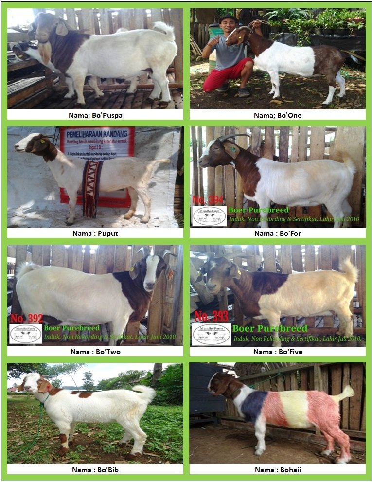 Potensi Menjanjikan Dari Kambing Saburai