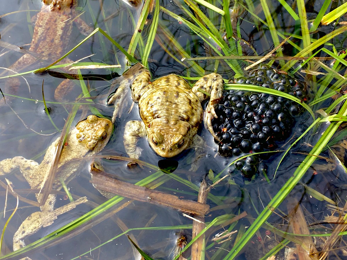 Heute Sonntag, Hochzeitsfest im Fröschenweiher.
plm, Wandermagazin SCHWEIZ