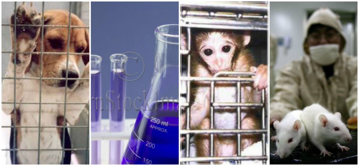 chitayat_PO's tweet photo. ๐๐๐พ๐๐๐ซ#StopLabTestingAnimals #SaveChippy https://t.co/G9iyAWDpFh make a stand and unite with us 2 protest against this unnecessary sadism https://t.co/NSkTZvYsrA