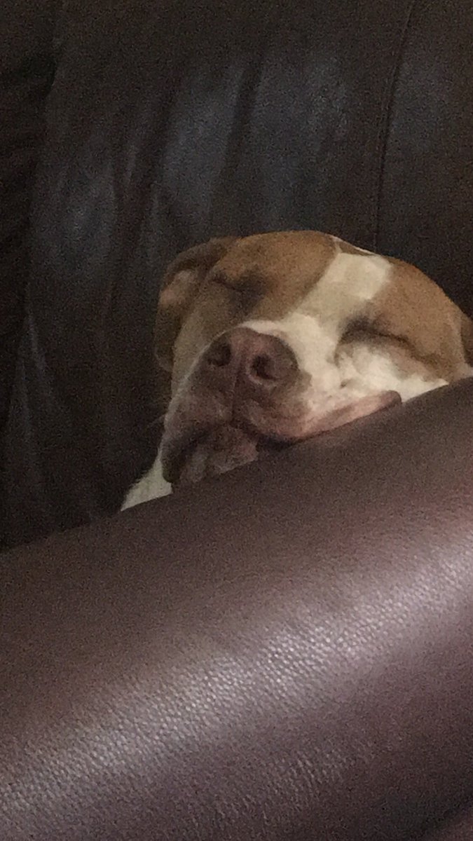 brenee11's tweet photo. We had a long day yesterday 😴 https://t.co/osjKcBfcR6