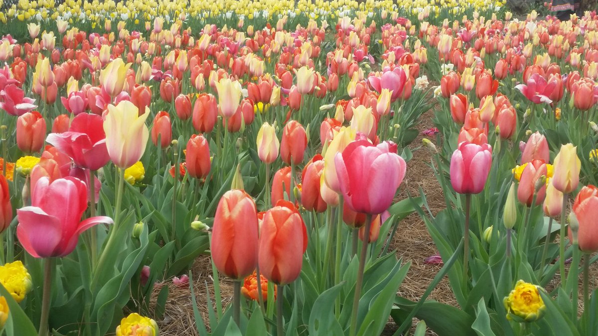 In honor of the start of #BiltmoreBlooms tomorrow, here's quick look at the history of tulips in the Walled Garden. 
biltmo.re/5hmpb