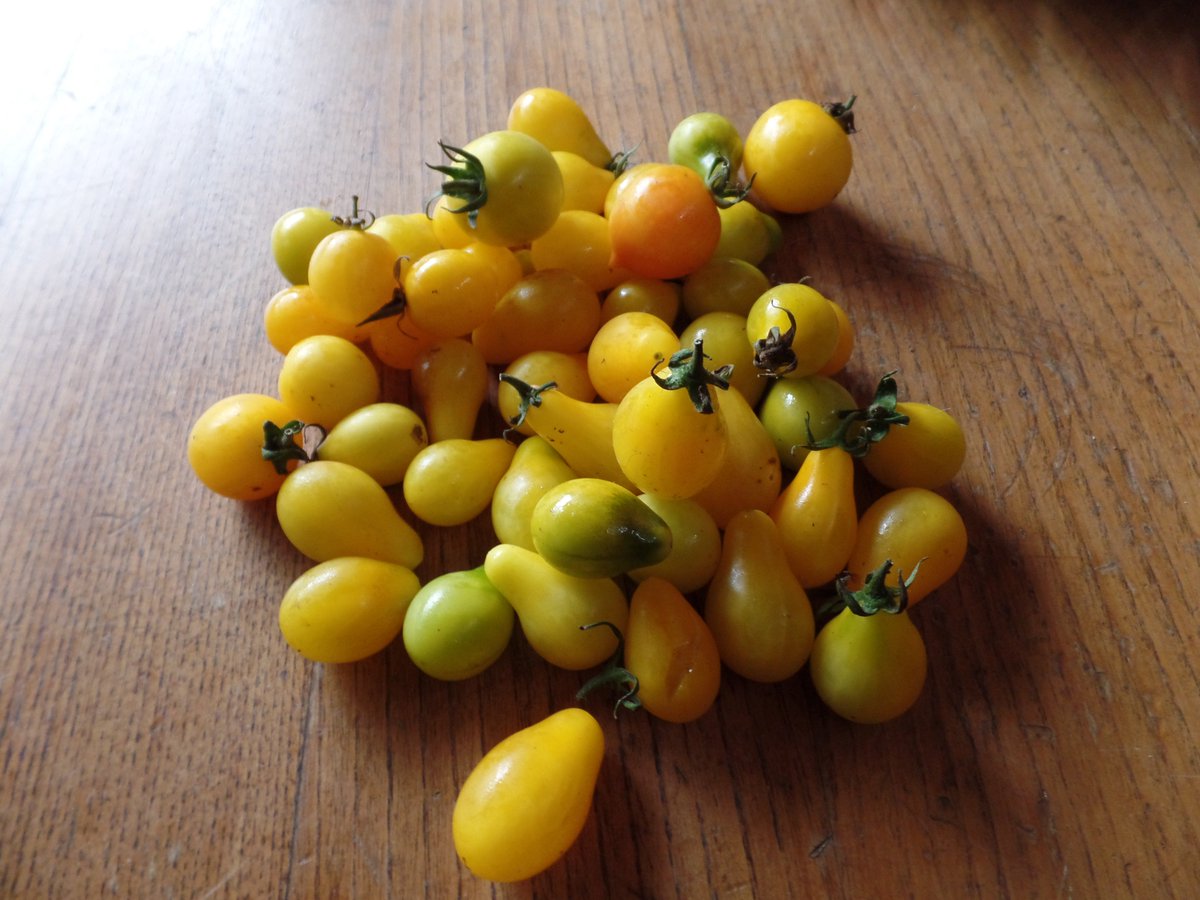 huethuet's tweet photo. @CarolaBezamat @ahoranoticiasAN  felicitaciones por trabajo realizado 
Imagen #TomatesPera cultivados en área lacustre x muchos años 
#Pucon https://t.co/3HeDiH9rVp