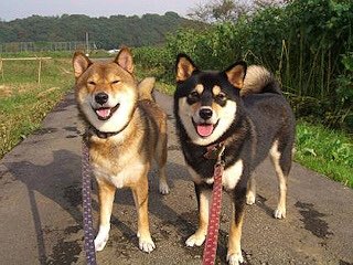 Nika_chaaaaaaan's tweet photo. なんだこのしっくり感は･･･😂😂
可愛い！可愛すぎるーーー💚💙 https://t.co/PcCxZvQGBS