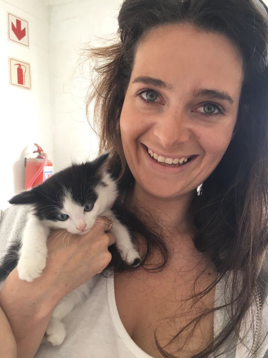 pawsofcapetown's tweet photo. Cutest kittens at AACL EPPING this weekend @her_Najesty @CraigRoxy @miss_banwell @M3thG0d @Ya_a_seen_Him @LuckyLucyFnd @TEARSwelfare https://t.co/ZOdNgeC7q0