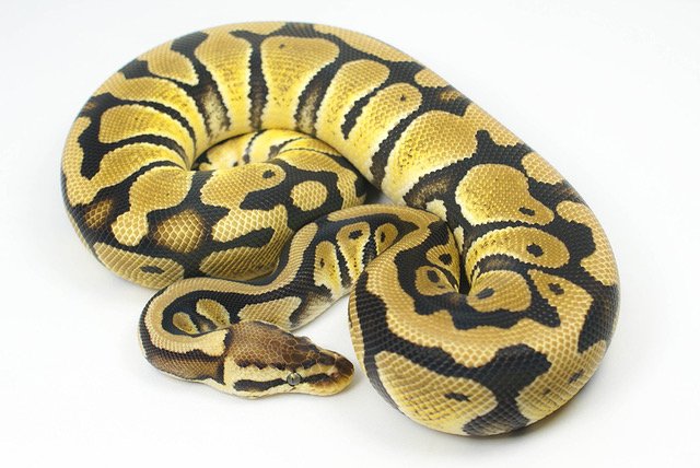 Powys Pythons tweet media