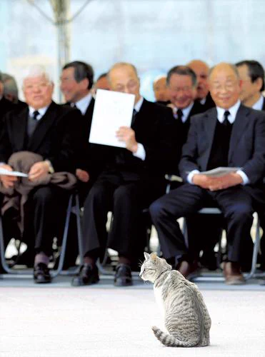 除幕式に猫のお客様wそれを見守るやさしいお客様にほっこりする