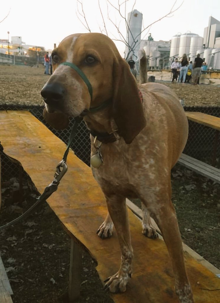 meetthedistrict's tweet photo. Come down to @bardobeer at 1pm with #hounddistrict. #dogfriendlydc #navyyard https://t.co/pUAFjTSrUw