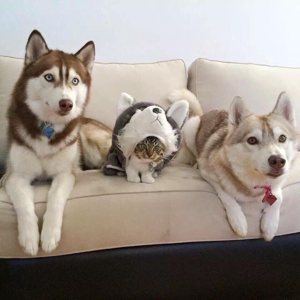 barkbox's tweet photo. Day 26: They still suspect nothing. I am close the being fully accepted into their inner circle. Will report back soon. https://t.co/f6t0hqo6AU